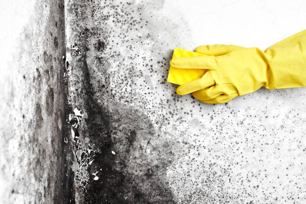 Best Toxic Mold Removal  in Hastings, NE