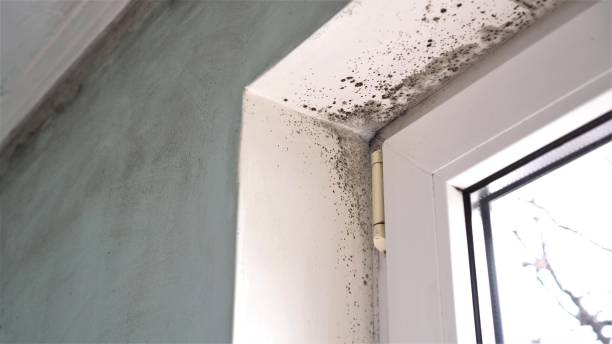 Professional Mold Removal in Hastings, NE