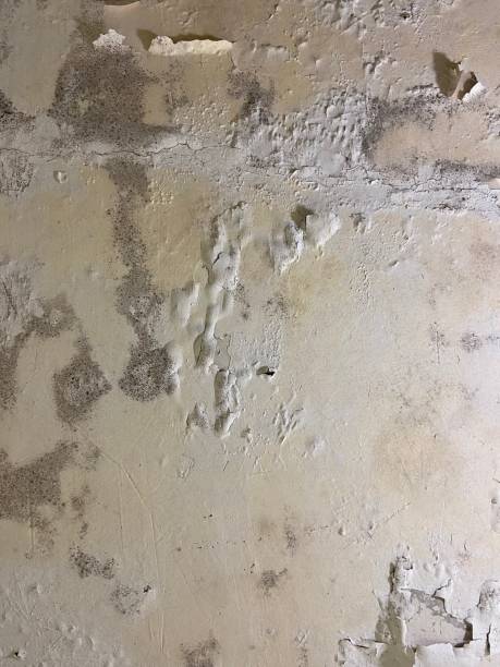 Best Attic Mold Removal  in Hastings, NE